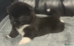Akita dogs for sale: American Akita pups - Image 7