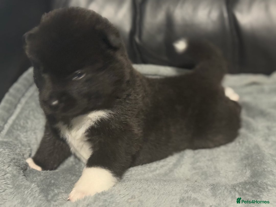 Akita dogs for sale: American Akita pups - Image 7