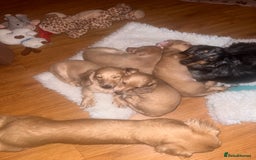 Miniature Dachshund dogs for sale: Levmai Miniature Longhaired Dachshunds  - Image 6