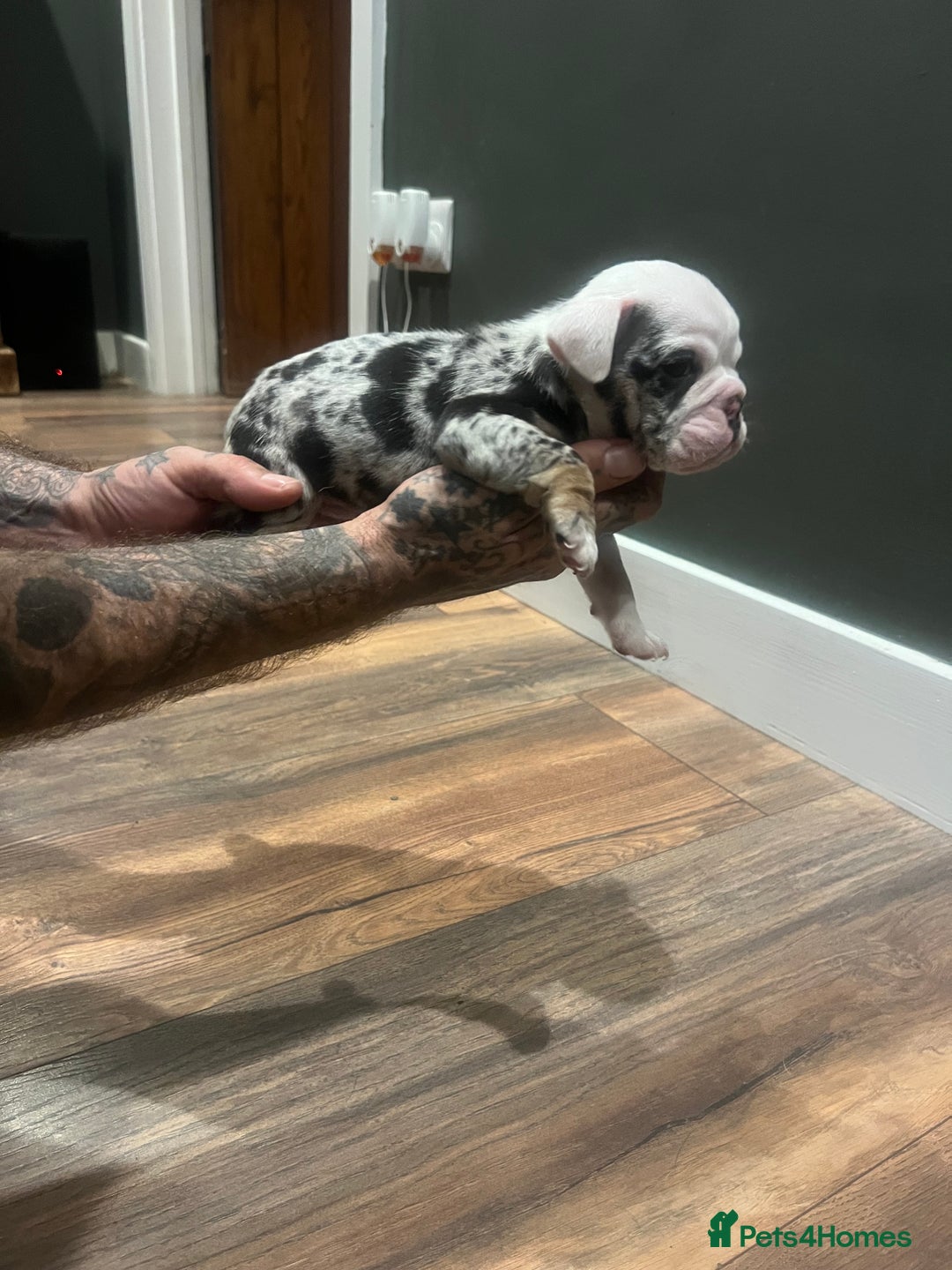 English Bulldog dogs for sale: Puppies  - Image 10