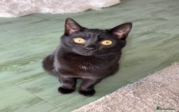 Domestic Shorthair cats for sale: Bonded  male cats  - Image 6