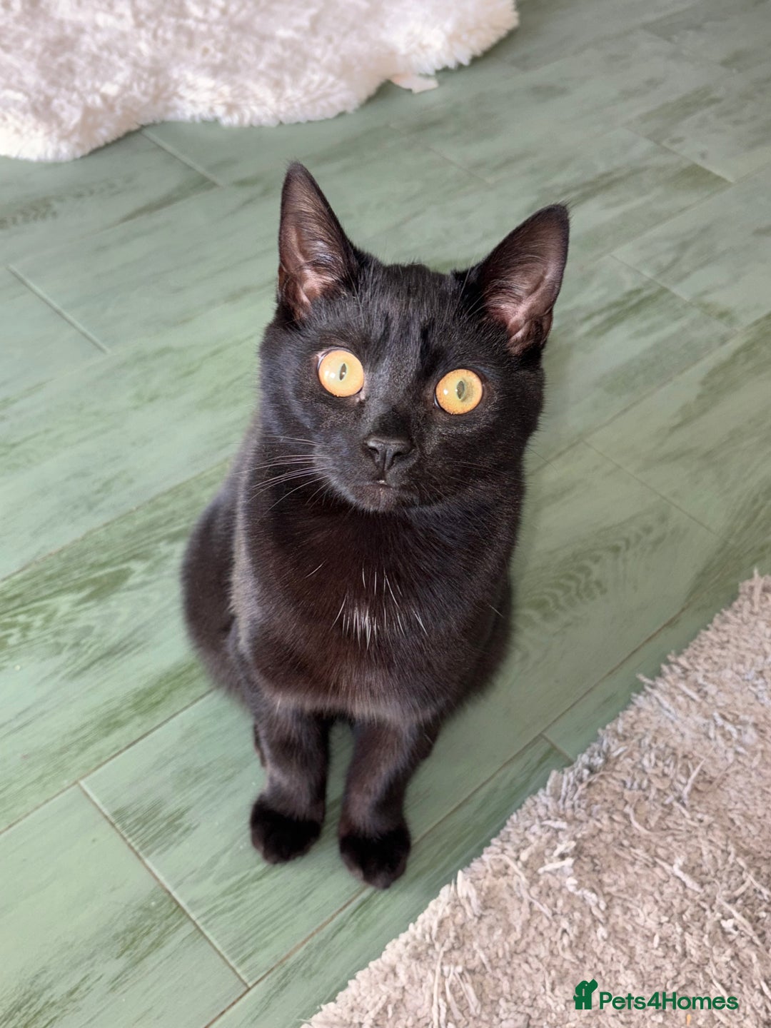 Domestic Shorthair cats for sale: Bonded  male cats  - Image 6