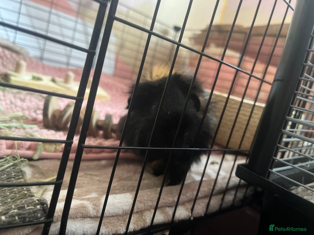 Guinea Pig rodents for sale: 2 bonded male guinea pigs - Advert 4