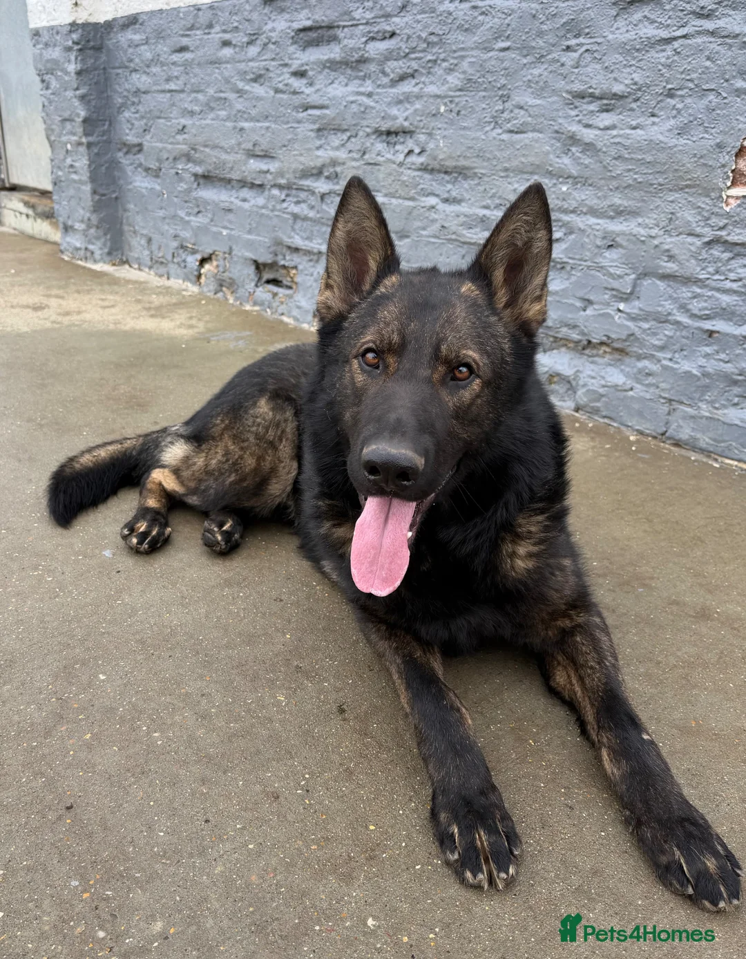 German Shepherd dogs for sale: Quality German Shepherd  - Advert 5