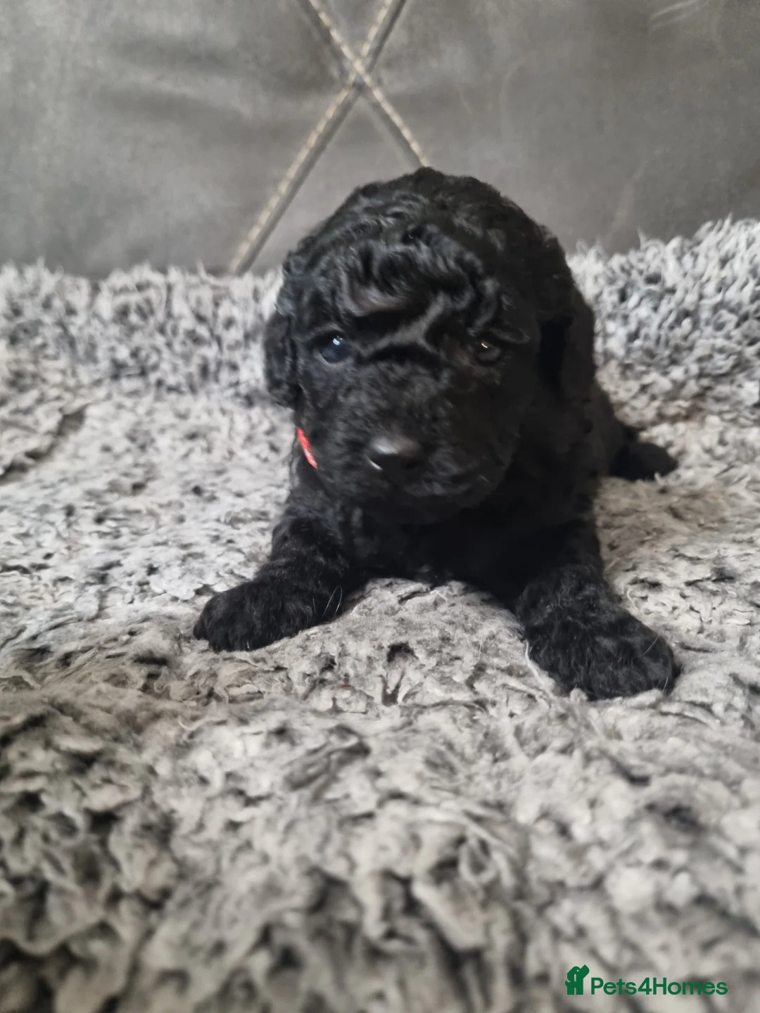 Cavapoo dogs for sale: Cavapoo f1b puppies  - Advert 10