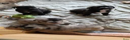 Mixed Breed dogs for sale: Great Dane  ** tiffs in Ellon - Advert 4