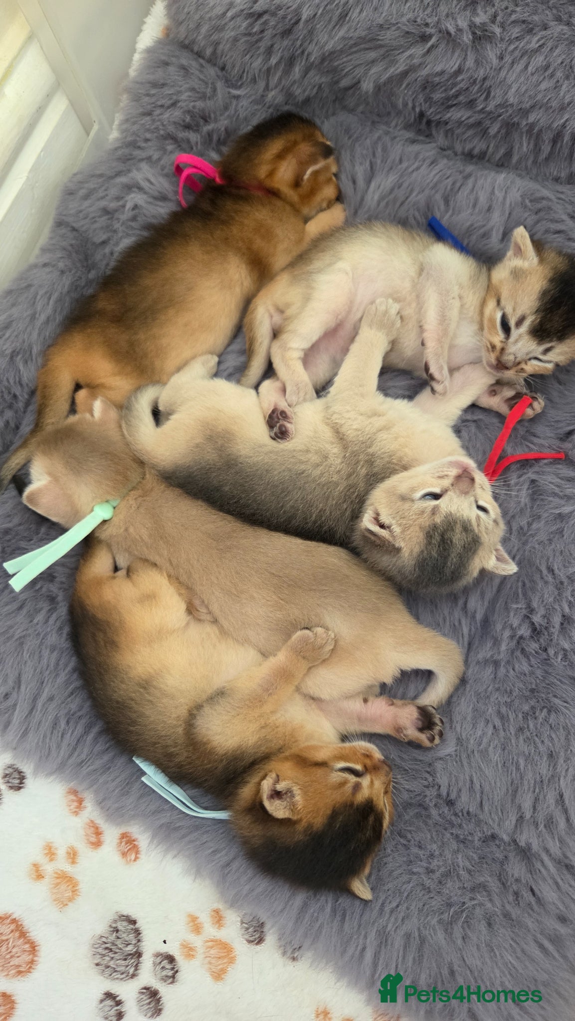 Abyssinian cats Stunning Abyssinian kittens, TICA registered 🏆🏆 - Advert 10