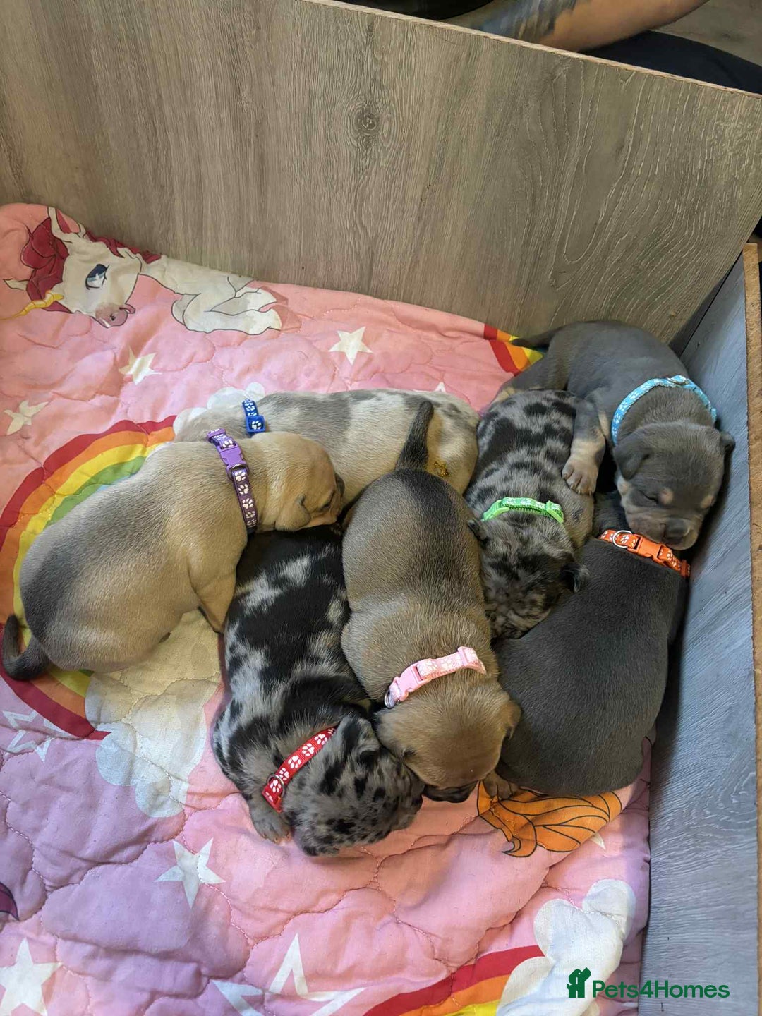 Mixed Breed dogs for sale: Beautiful pups with stunning markings  - Image 4