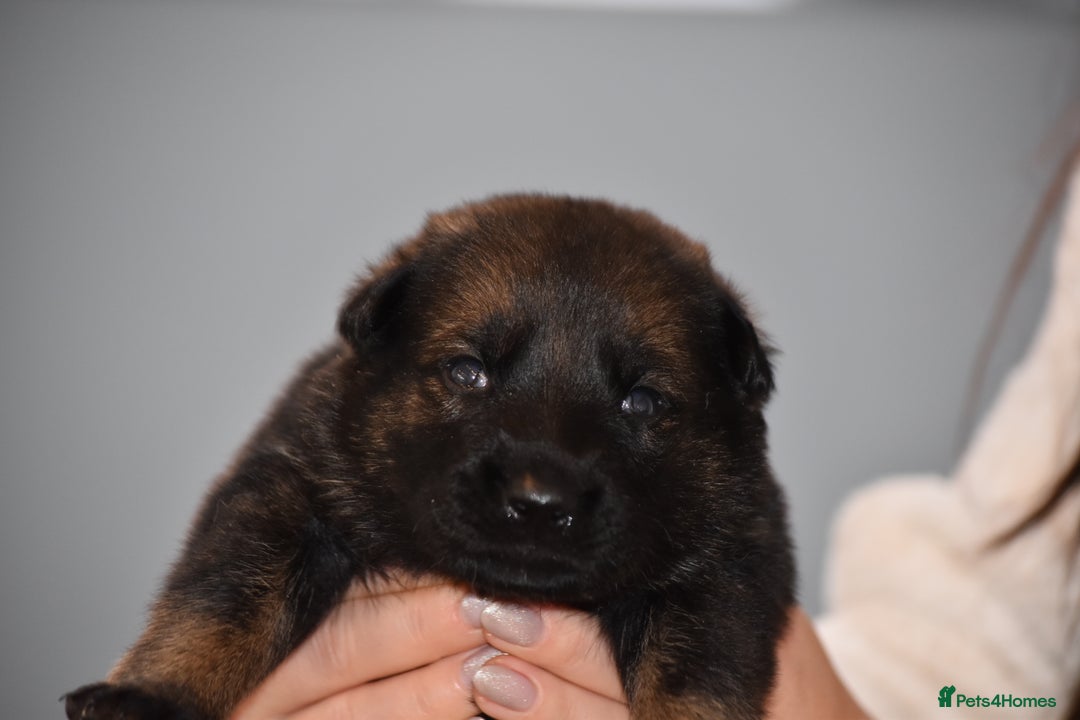 Mixed Breed dogs for sale: GSD × Dutch Herder – Top European Working Lines - Advert 15