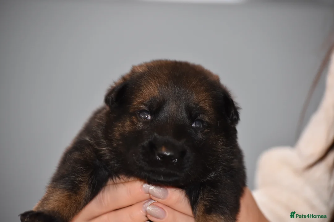 Mixed Breed dogs for sale: GSD × Dutch Herder – Top European Working Lines - Advert 16