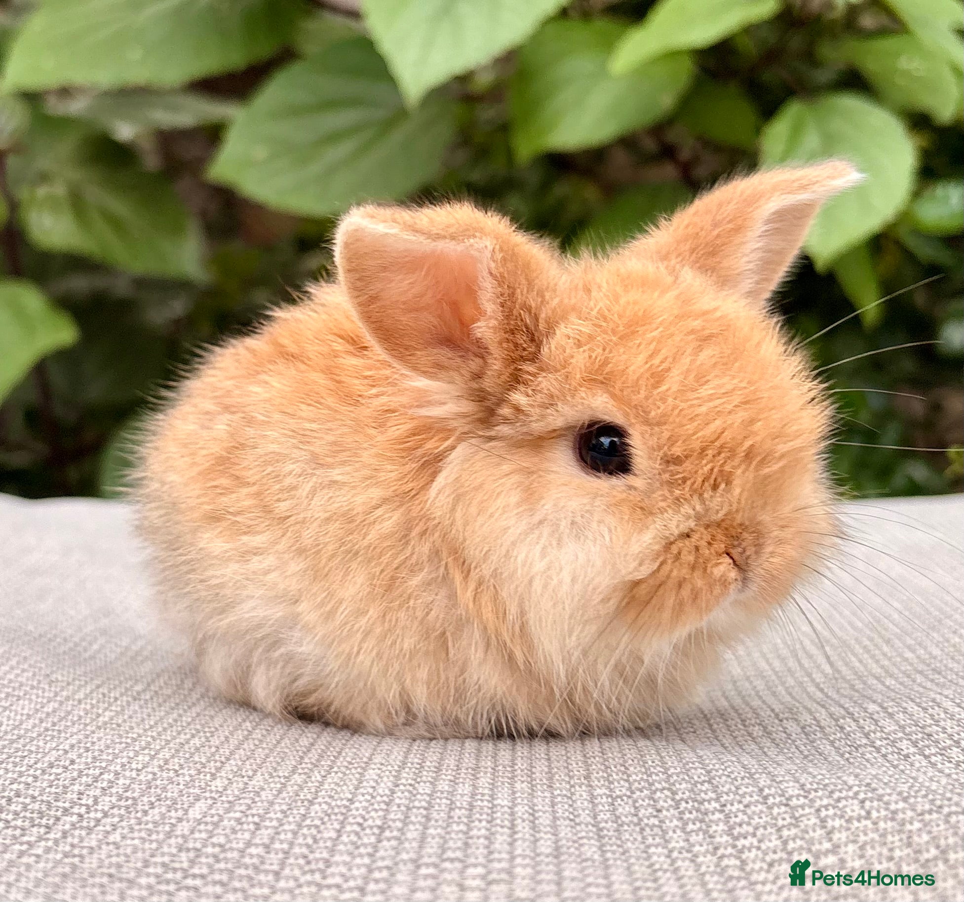 Mini Lop rabbits Mini Lop Baby 🌸 - Advert 4
