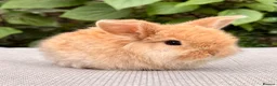 Mini Lop rabbits for sale: Mini Lop Baby 🌸 - Advert 1