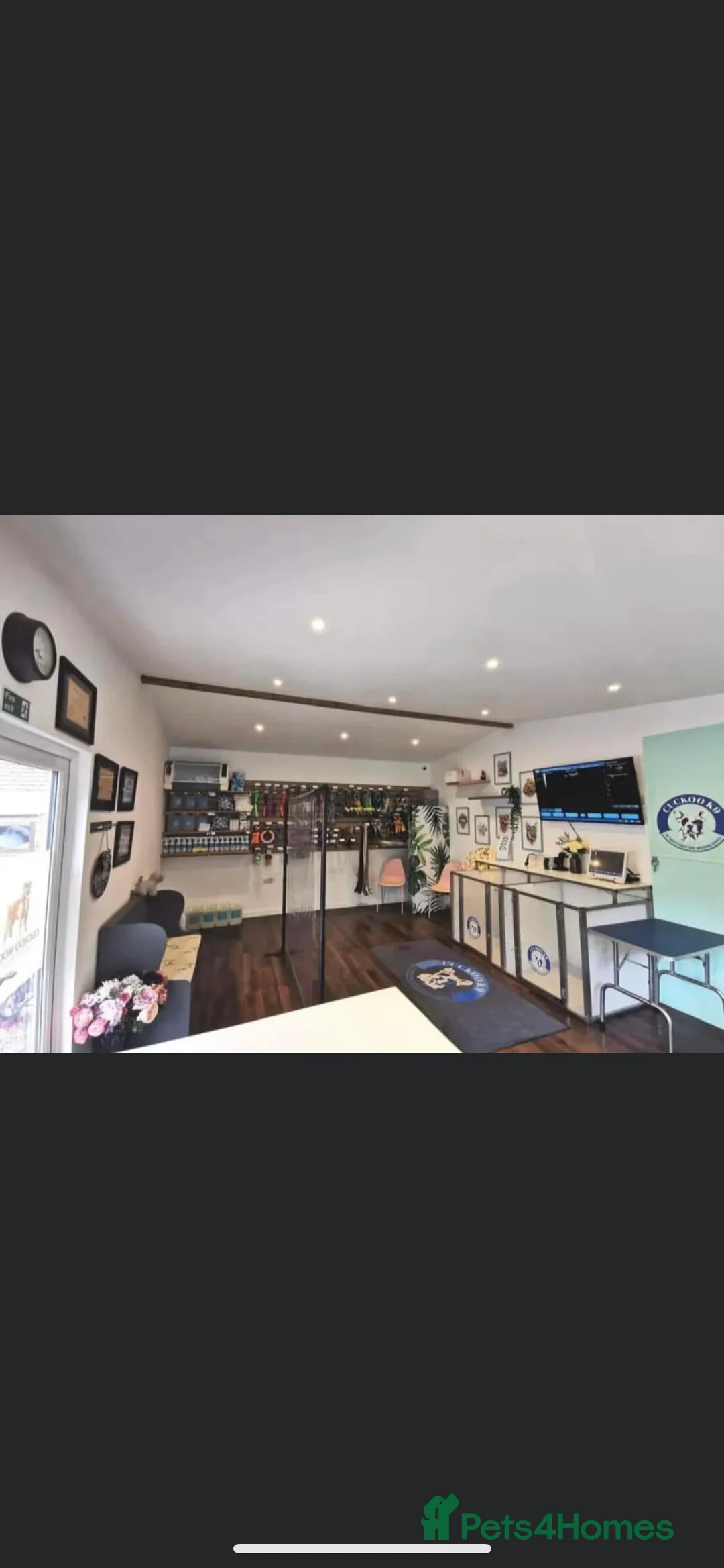 Toy Poodle dogs for stud: Romeo - Professional Stud Service in Eastleigh - Advert 12