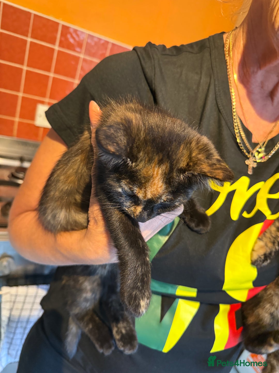 Mixed Breed cats for sale: 2 CUTE TORTOISESHELL GIRLS  - Image 7