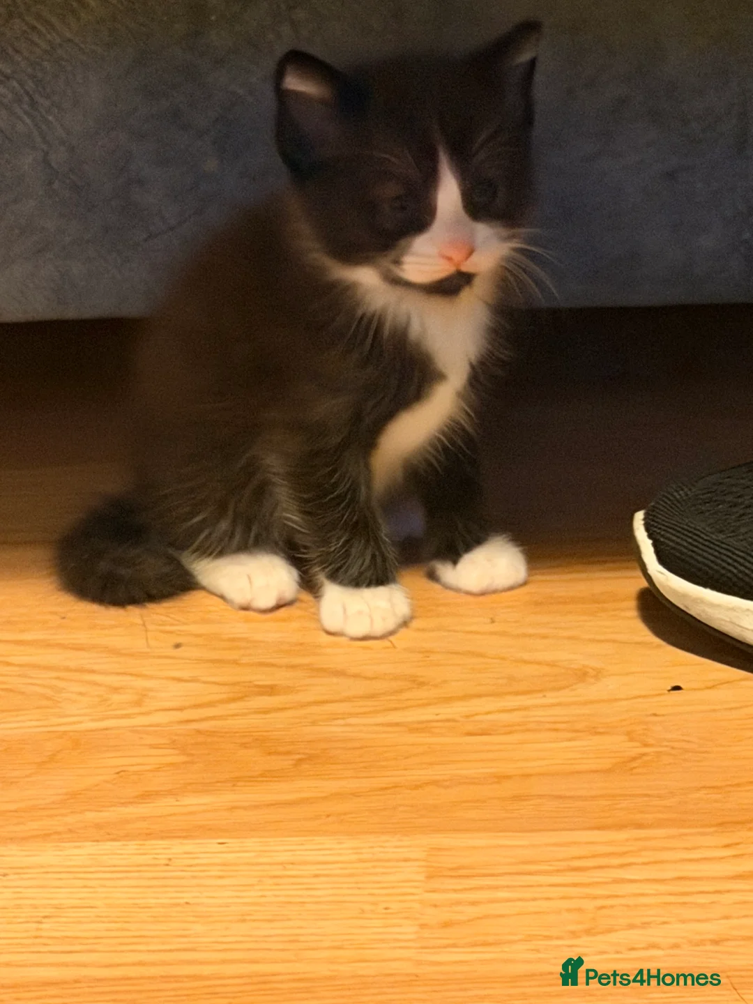 Mixed Breed cats for sale: 12Week Old Kittens Looking for Their Forever Homes - Advert 11