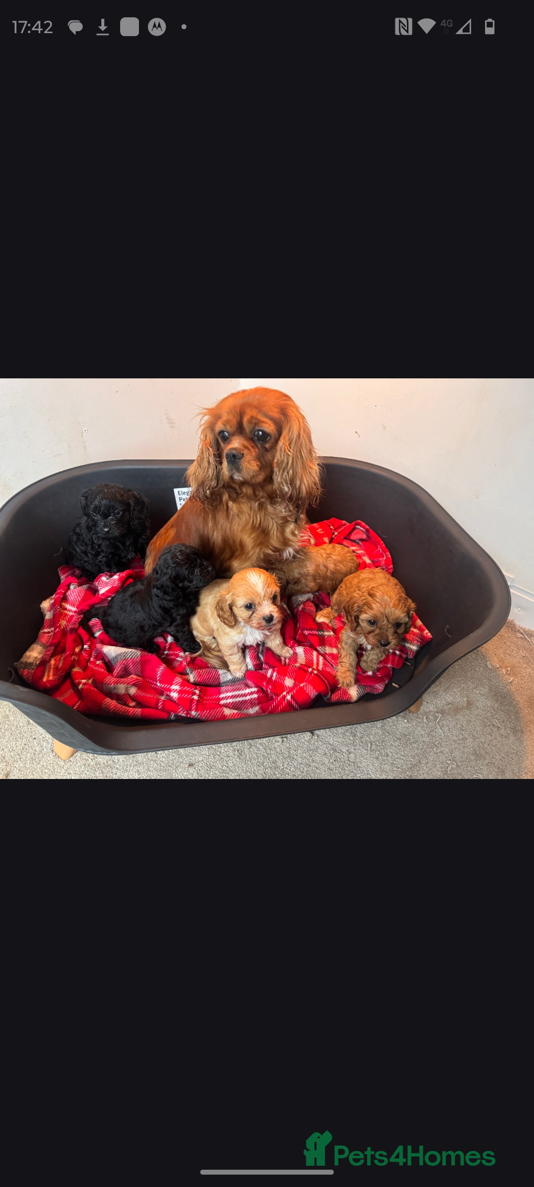 Cavapoo dogs Stunning F1 Cavapoos ready now ! - Advert 1