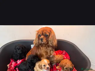 Cavapoo dogs Stunning F1 Cavapoos ready now ! - Advert 1