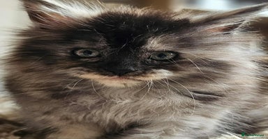 Maine Coon cats - Advert 5