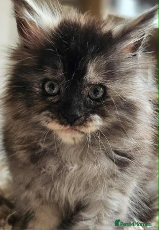 Maine Coon cats - Advert 1