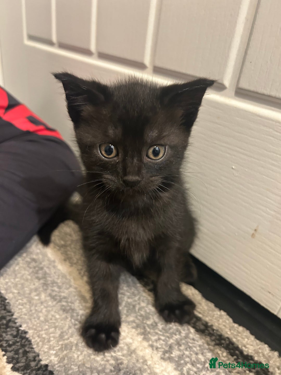 Mixed Breed cats for sale: 2x male kittens - Advert 2