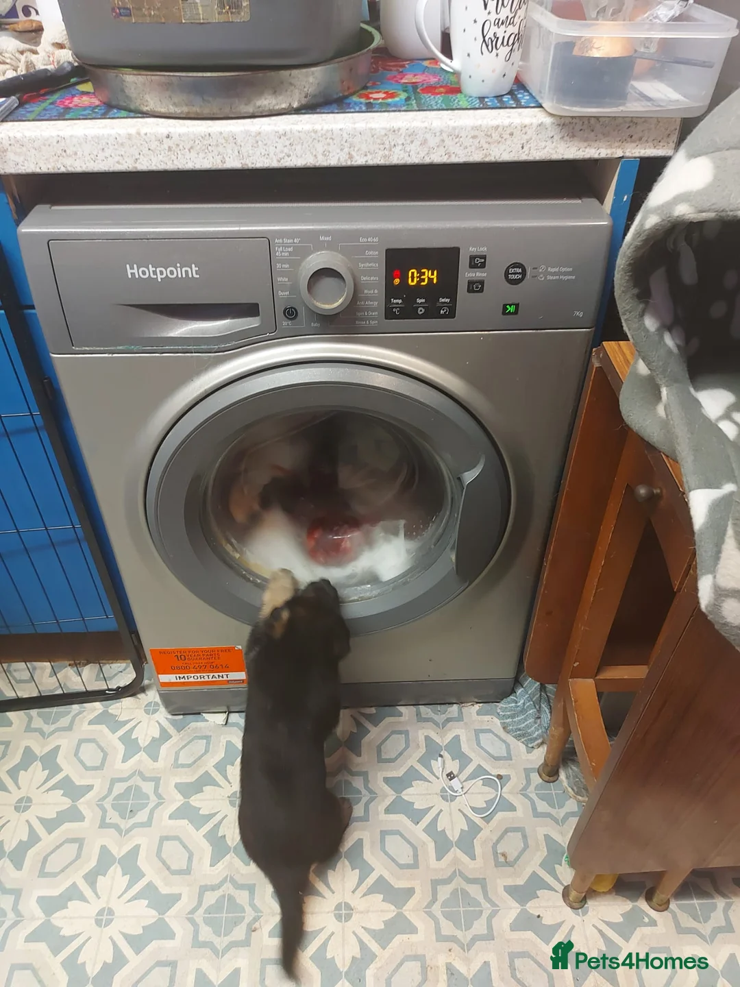 German Shepherd dogs for sale: Stunning german sheppards - Advert 7