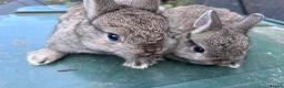 Netherland Dwarf rabbits for sale: 7 week old Netherland Dwarf bunnies - Advert 3