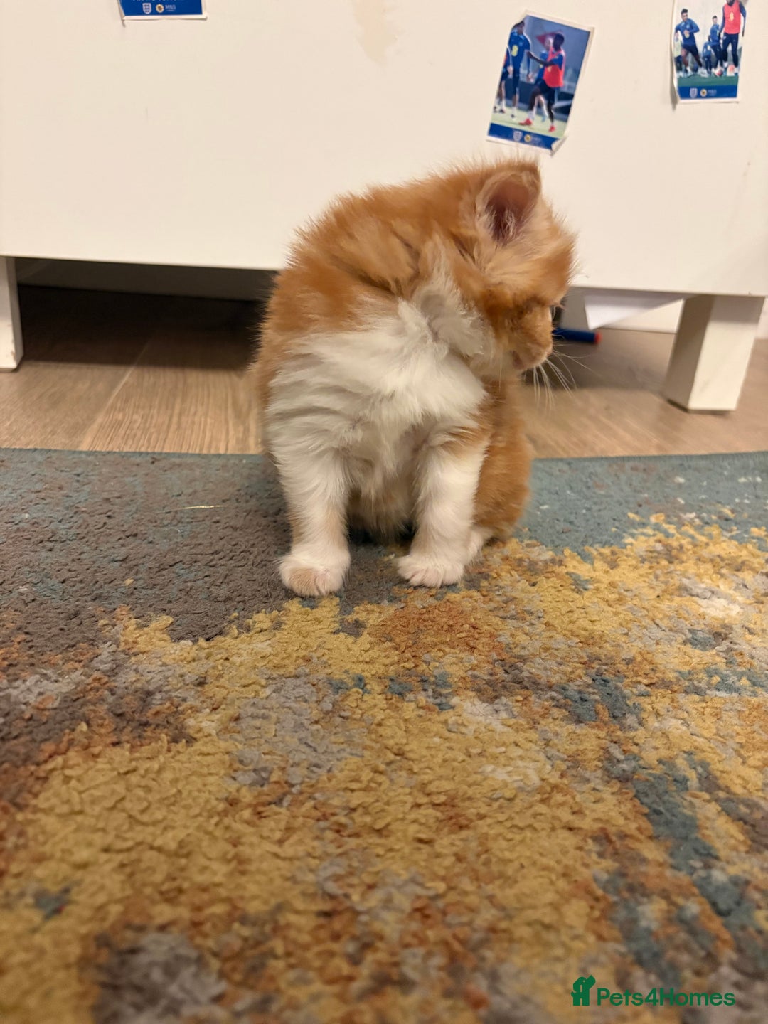 Mixed Breed cats for sale: Now Reserved Beautiful Ginger Male Kitten 4 weeks - Advert 16