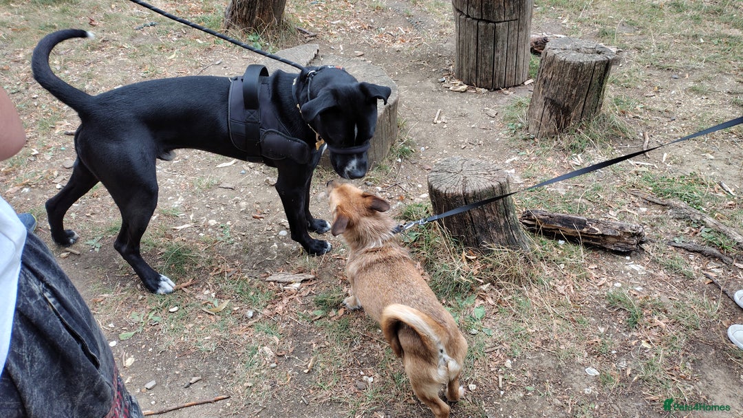 Mixed Breed dogs for sale: Tyson - experienced owner needed - Image 3