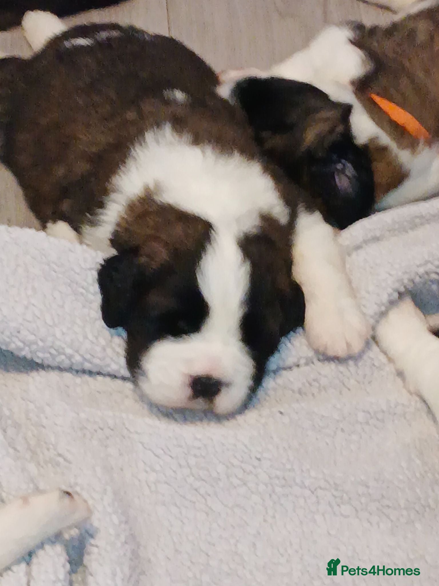 Saint Bernard dogs St Bernard kc registered puppies - Advert 2