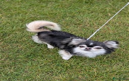 Chihuahua dogs for stud: Husky Marked Thai import Chihuahua Stud - Image 6