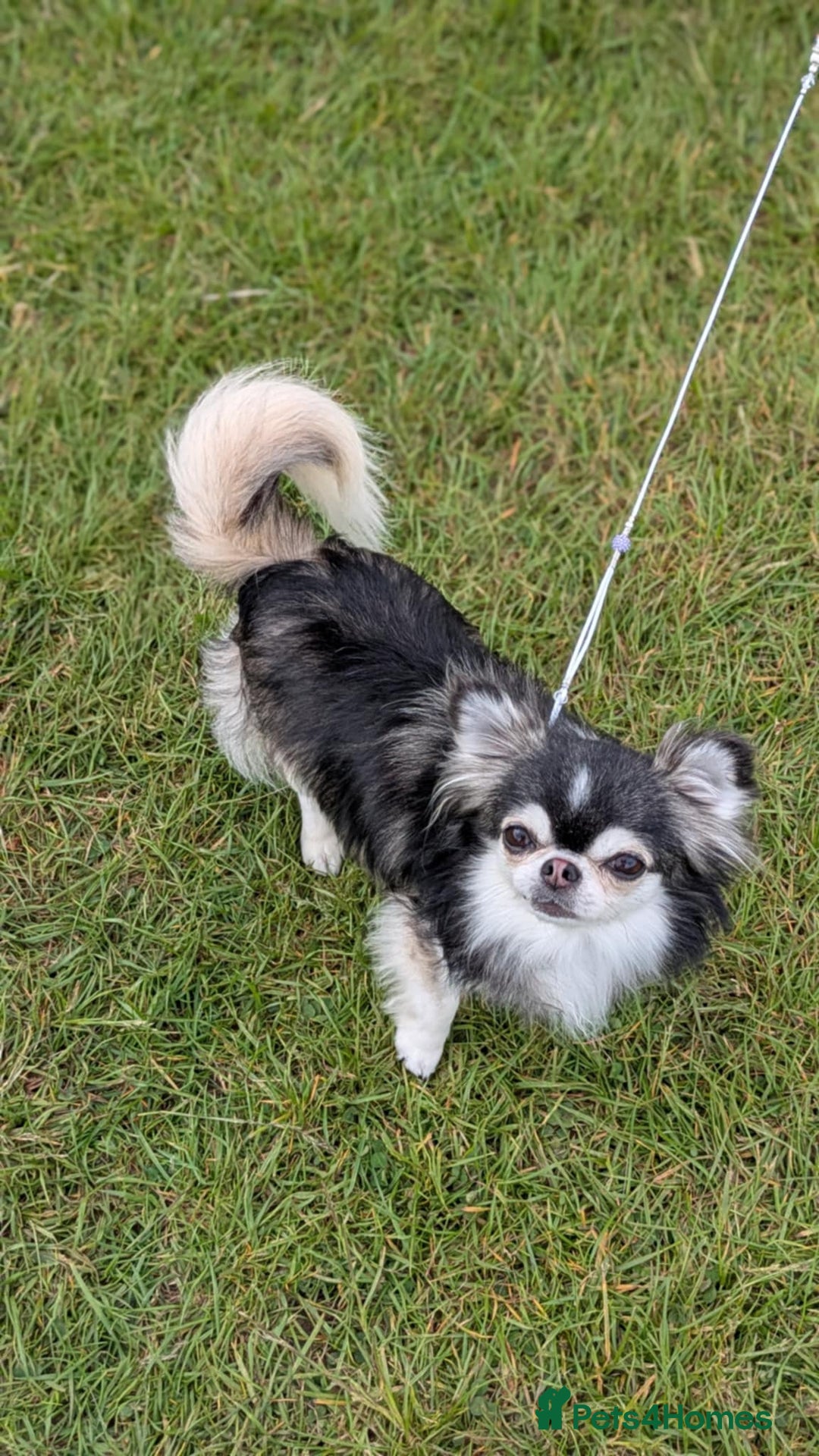 Chihuahua dogs for stud: Husky Marked Thai import Chihuahua Stud - Image 6