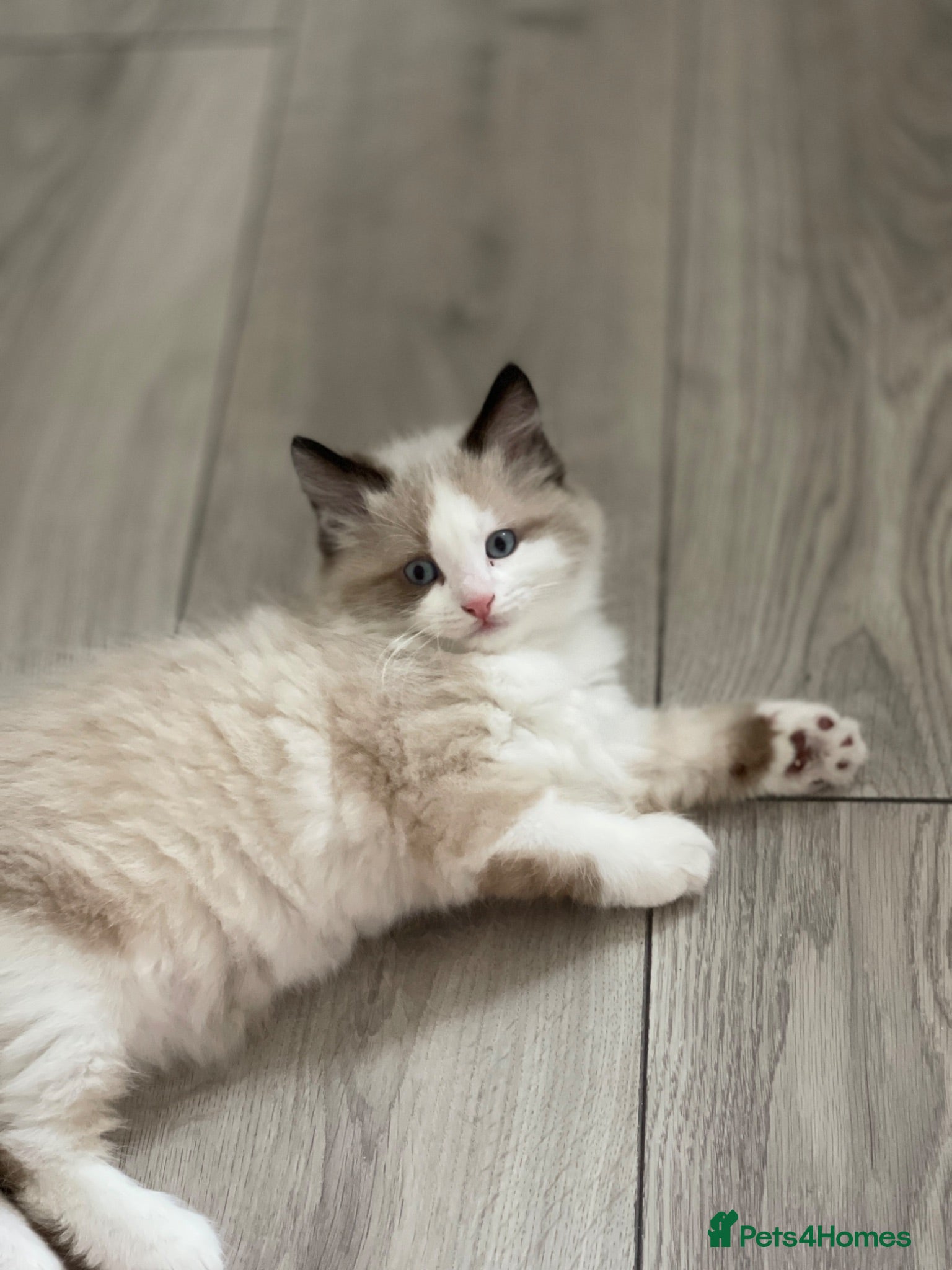 Siamese cats Ready Now – Stunning Blue-Eyed Siamese Kittens  - Advert 7
