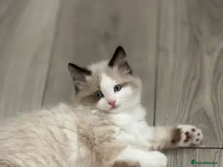 Siamese cats Ready Now – Stunning Blue-Eyed Siamese Kittens - Advert 7