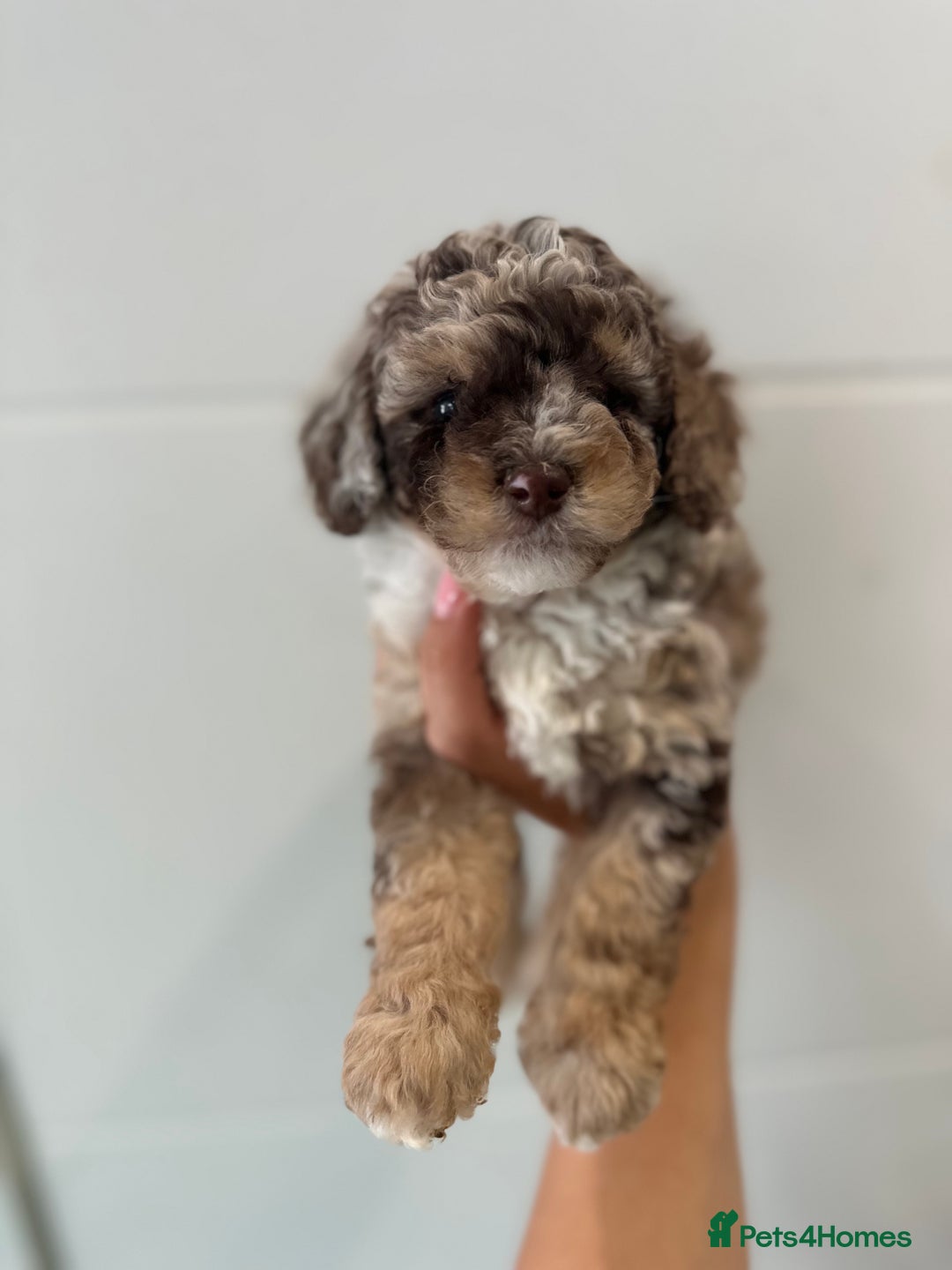 Cavapoo dogs for stud: Premium Cavapoo Chocolate Phantom Parti Stud  in Rickmansworth - Image 17