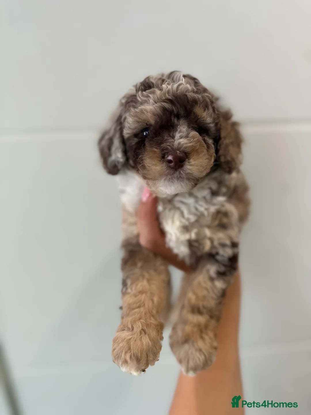 Cavapoo dogs for stud: Premium Cavapoo Chocolate Phantom Parti Stud  in Rickmansworth - Advert 17