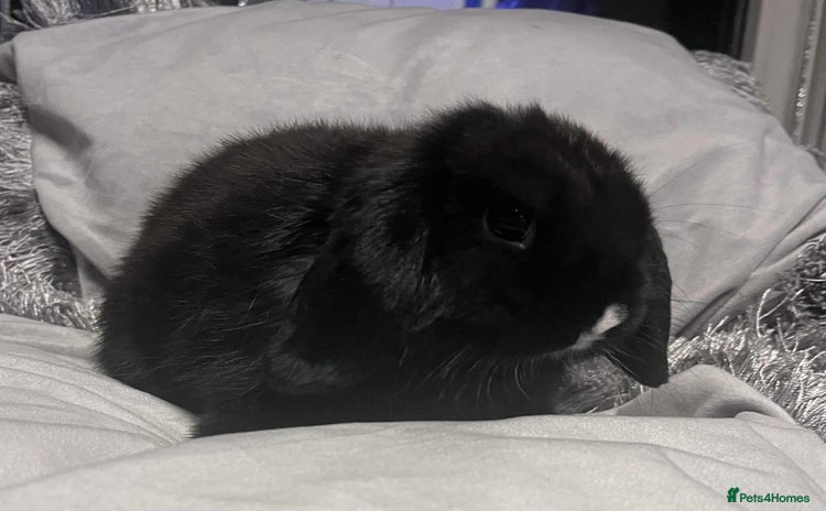 Mini Lop rabbits - Advert 12