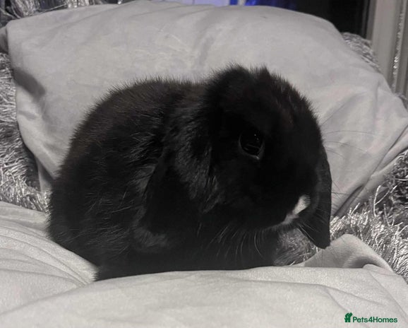 Mini Lop rabbits - Advert 12