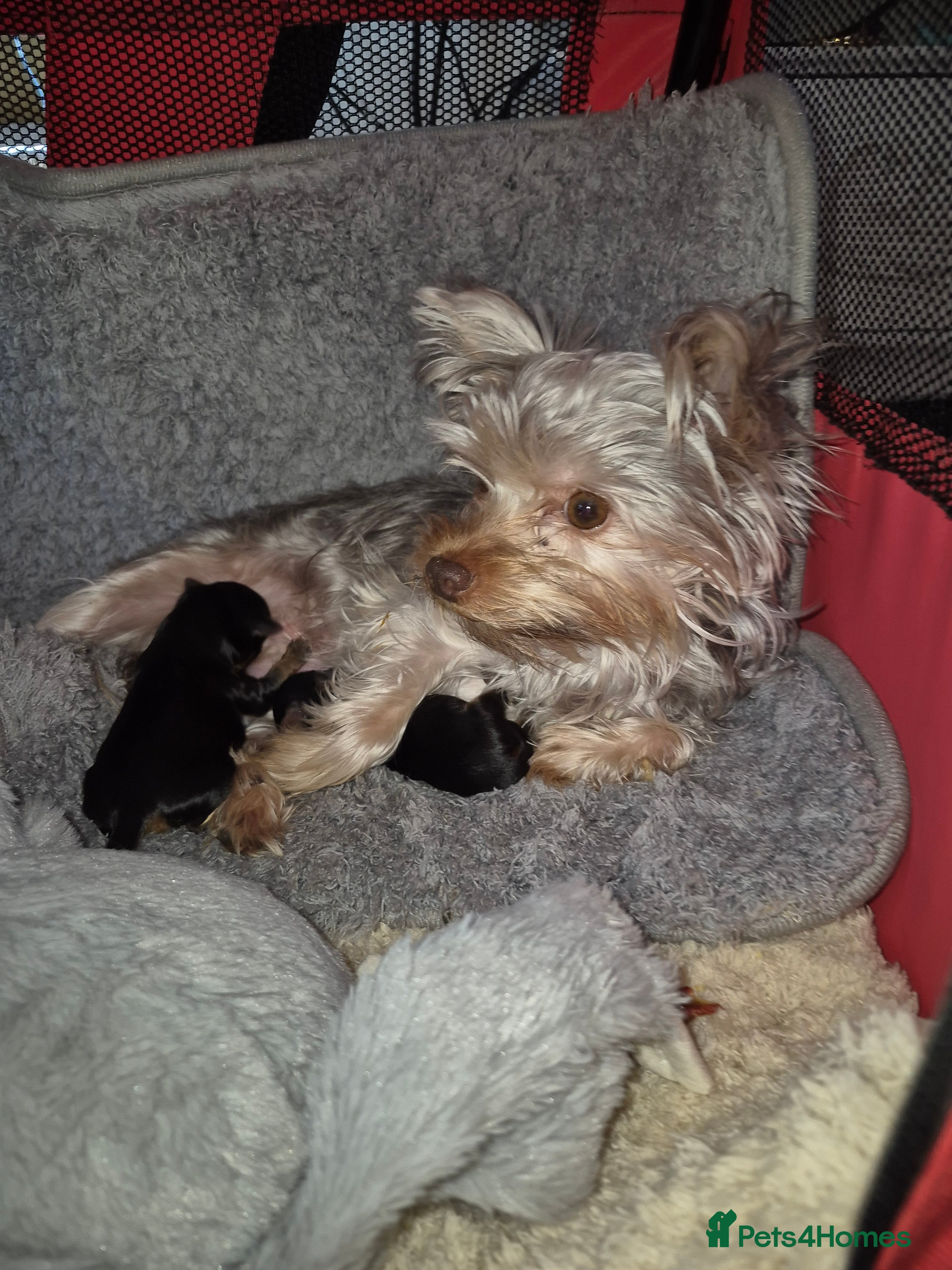 Yorkshire Terrier dogs Two lovely boys  - Advert 1