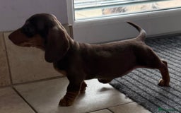 Miniature Dachshund dogs for sale: Beautiful miniature dachshunds ready now 🩷 - Image 11