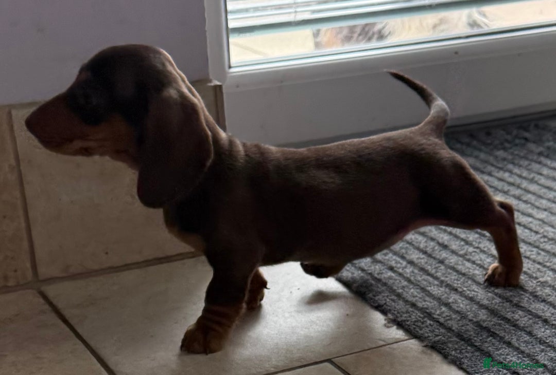 Miniature Dachshund dogs for sale: Beautiful miniature dachshunds ready now 🩷 - Image 11
