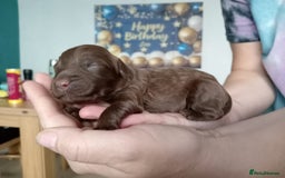 Cockapoo dogs for sale: 7 cockerpoos puppy's for sale - Image 6