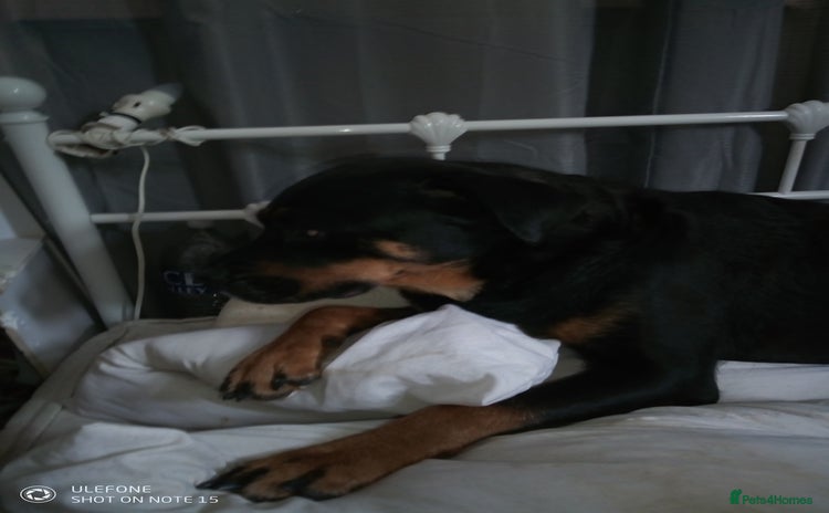 Rottweiler dogs - Advert 1