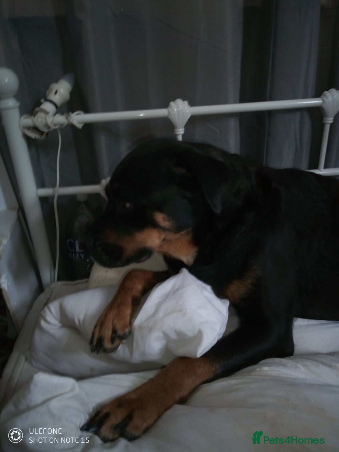 Rottweiler dogs for sale: Adult rottweiler for sale - Image 1