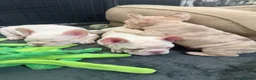 French Bulldog dogs for sale: New Shades Puppies/ DNA 🧬 Tested Parents  - Advert 5