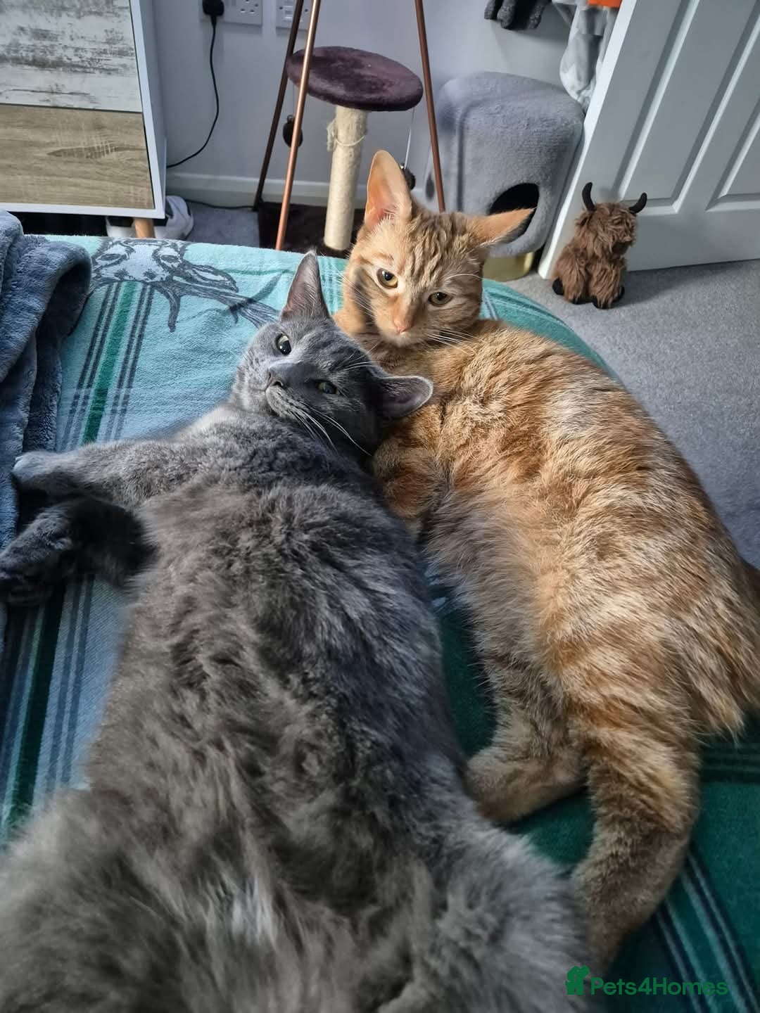 Domestic Shorthair cats for sale: Two Indoor Cats - Advert 4