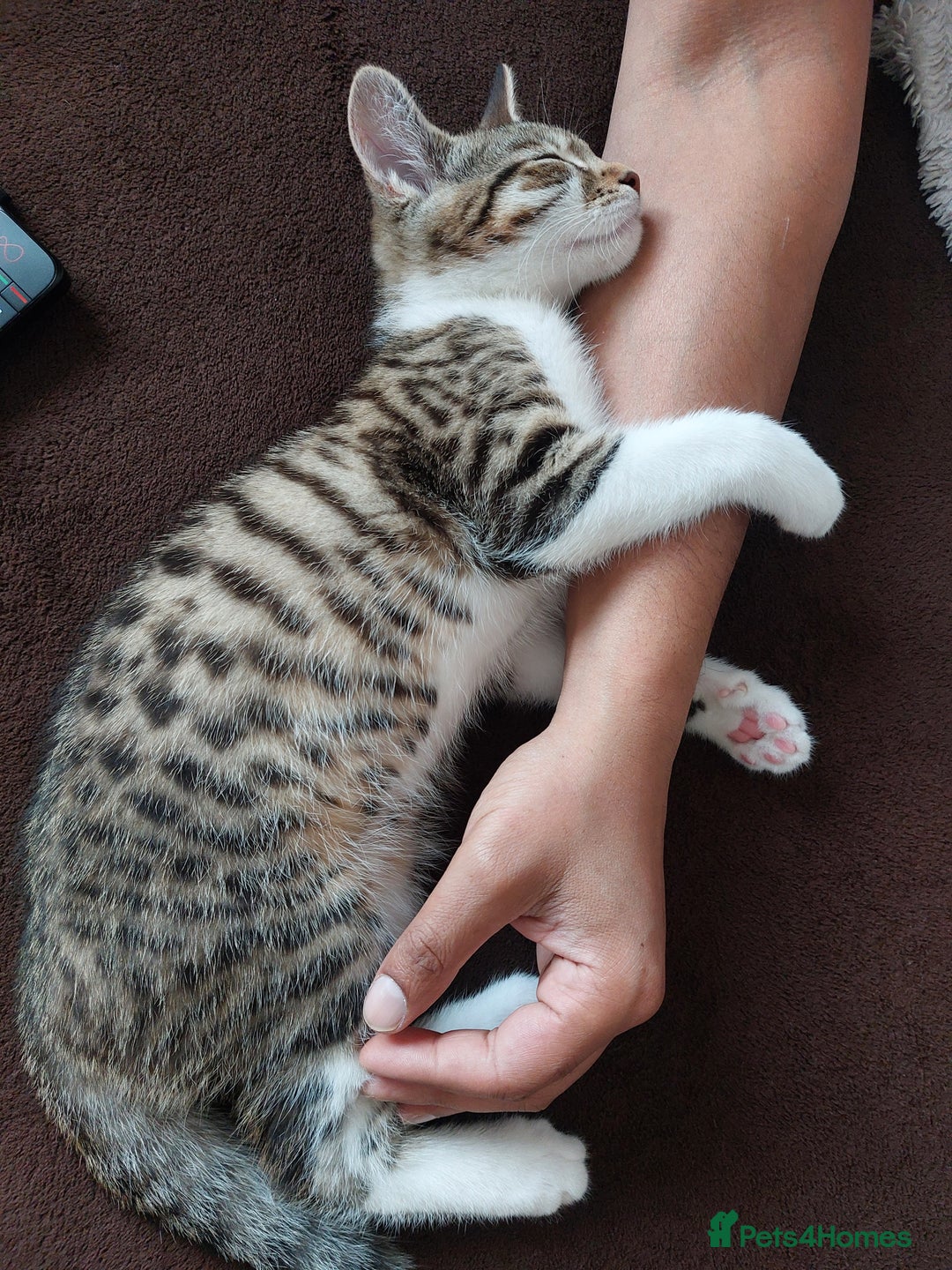British Shorthair cats for sale: Tabby kitten shorthair - Image 2