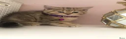 British Shorthair cats for sale: British shorthair kittens  in Rainham - Advert 32