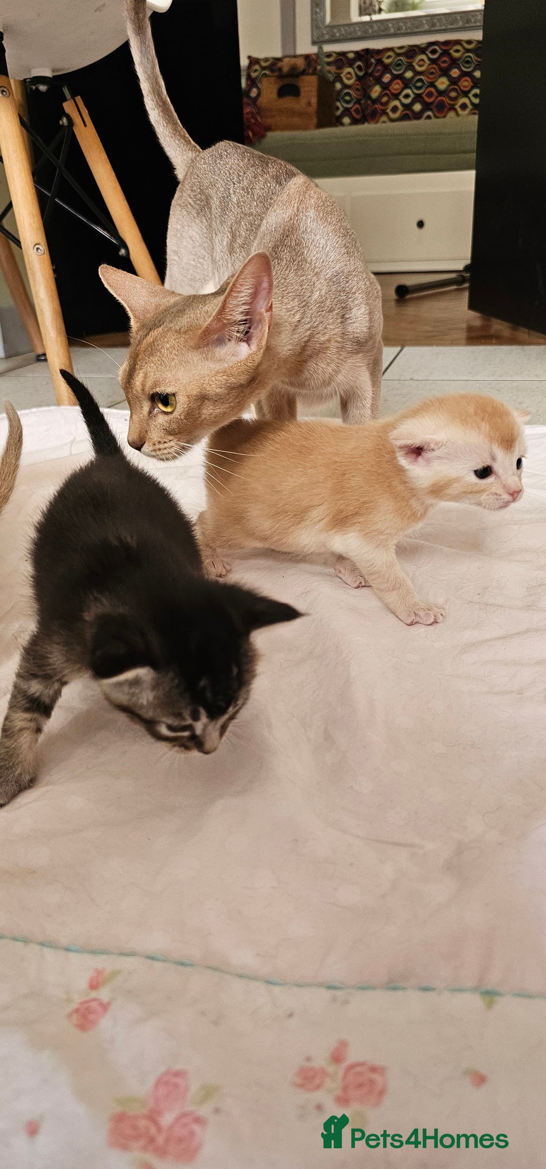 Mixed Breed cats for sale: Abyssinian x Bengal  - Image 23