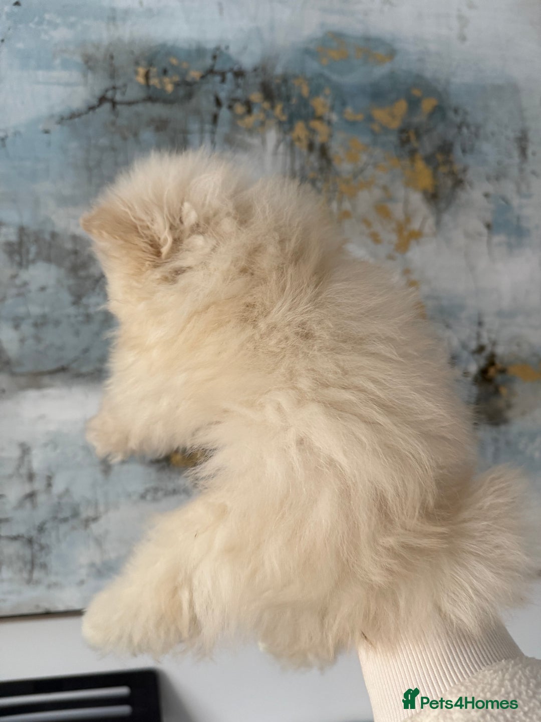 Pomeranian dogs for sale: KC Registered Pomeranian Puppies - Advert 13