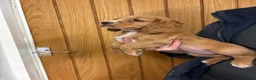 Cocker Spaniel dogs for sale: Cocker spaniel puppy’s  - Advert 11